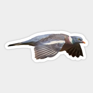 Pigeon in flight Sticker